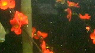 fishtank 2.AVI