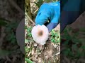 Chicken mushroom grows in the bamboo forest. It s quite delicious. Go and dig it up to mak