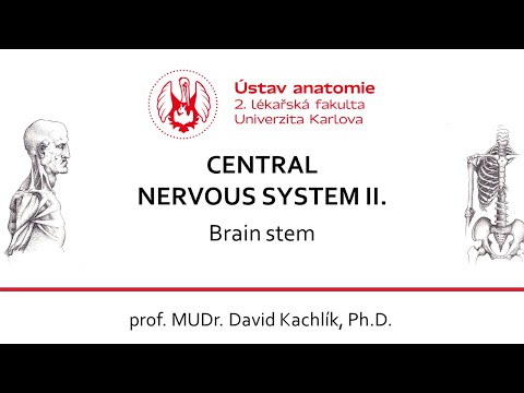 Lecture CNS 2 - Brainstem 1 8.4.2020