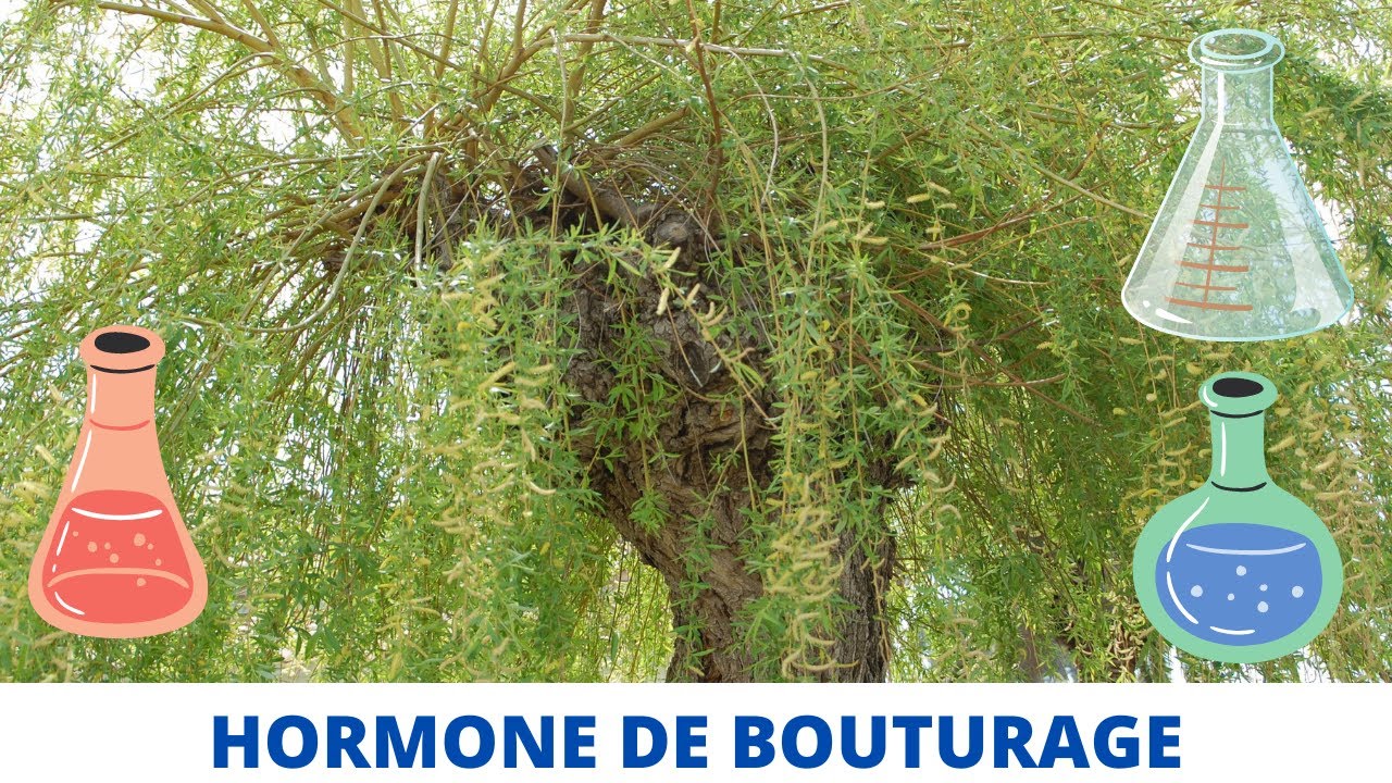 Fabriquer de l'HORMONE de BOUTURAGE pour 0€ 