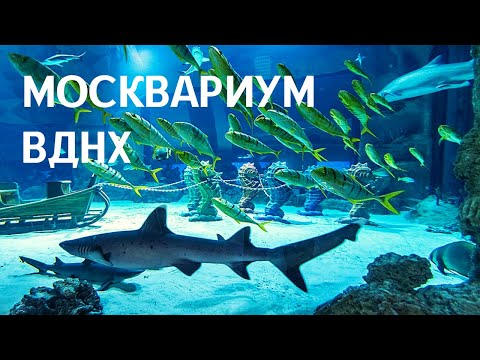 ВДНХ Москвариум, экскурсия. Декабрь 2020