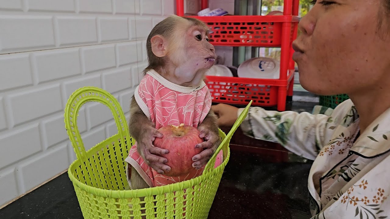 Very cute tiny monkey family