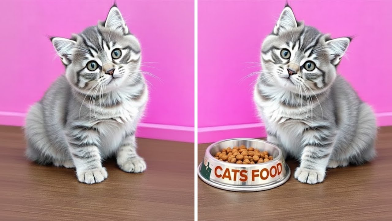 I Built a Miniature Room For My Kitten 😻 *Best Hacks for Pet Owners