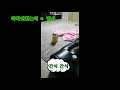 간식유혹 세번에 안넘어오는 강아지 없다