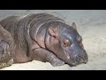 Hippo Ear Wiggle Compilation