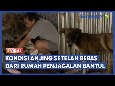 Video: Bekas Rumah Michael Vick Akan Ditukar Menjadi Klinik Untuk Anjing Yang Diselamatkan