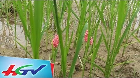 Quản lý ốc bươu vàng đầu vụ đông xuân | KIẾN THỨC VÀNG - 20/10/2017