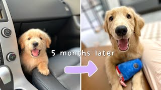 Golden Retriever Puppy Transformation from 2 months to 7 months