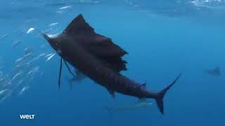 Monsterfische   In den Tiefen des Ozeans DOKU 2018