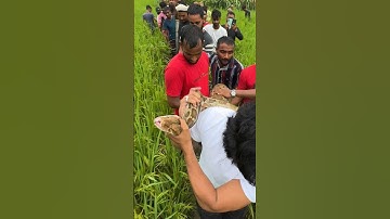 जब किसान के खेत में मिला अजगर सांप और देखिए कौन से जीव को जिंदा निगल गया था।😱 Rock Python Rescue