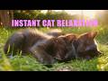 Anti Anxiety Music for Cats 🐾 Relax Your Cat in Minutes