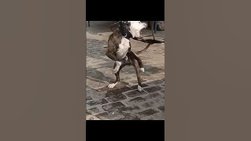 World MOST Aggressive Fighter Pitbull Tiger 🥵🥵 When my Dog sees Another Dog @2differentbreed