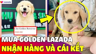 Săn sale chú chó GOLDEN RETRIEVER trên Lazada, cô gái SỐC NẶNG khi nhận hàng vì nó lạ lắm 😅 Gâu Đần