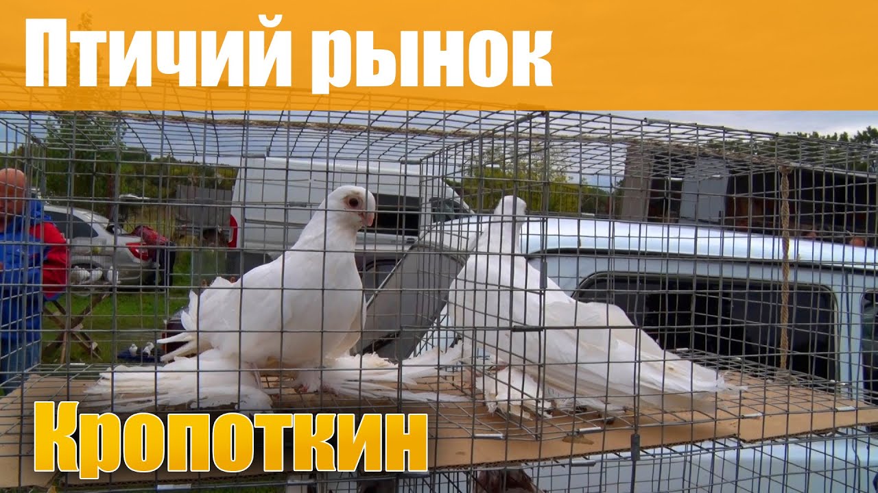 Голуби в кропоткине. Ярмарка голубей в Кропоткине. Выставка голубей в Кропоткине. Москва птичий рынок голуби. Птичий рынок в Кропоткине.