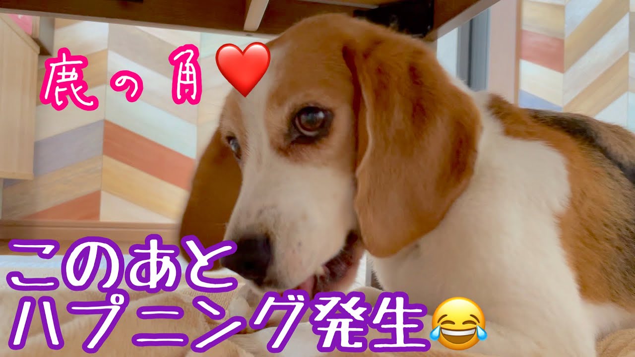 ビーグル犬さつき 寝違えそうな姿勢の 寝顔がぶさかわな犬 Satsuki The Beagle Youtube