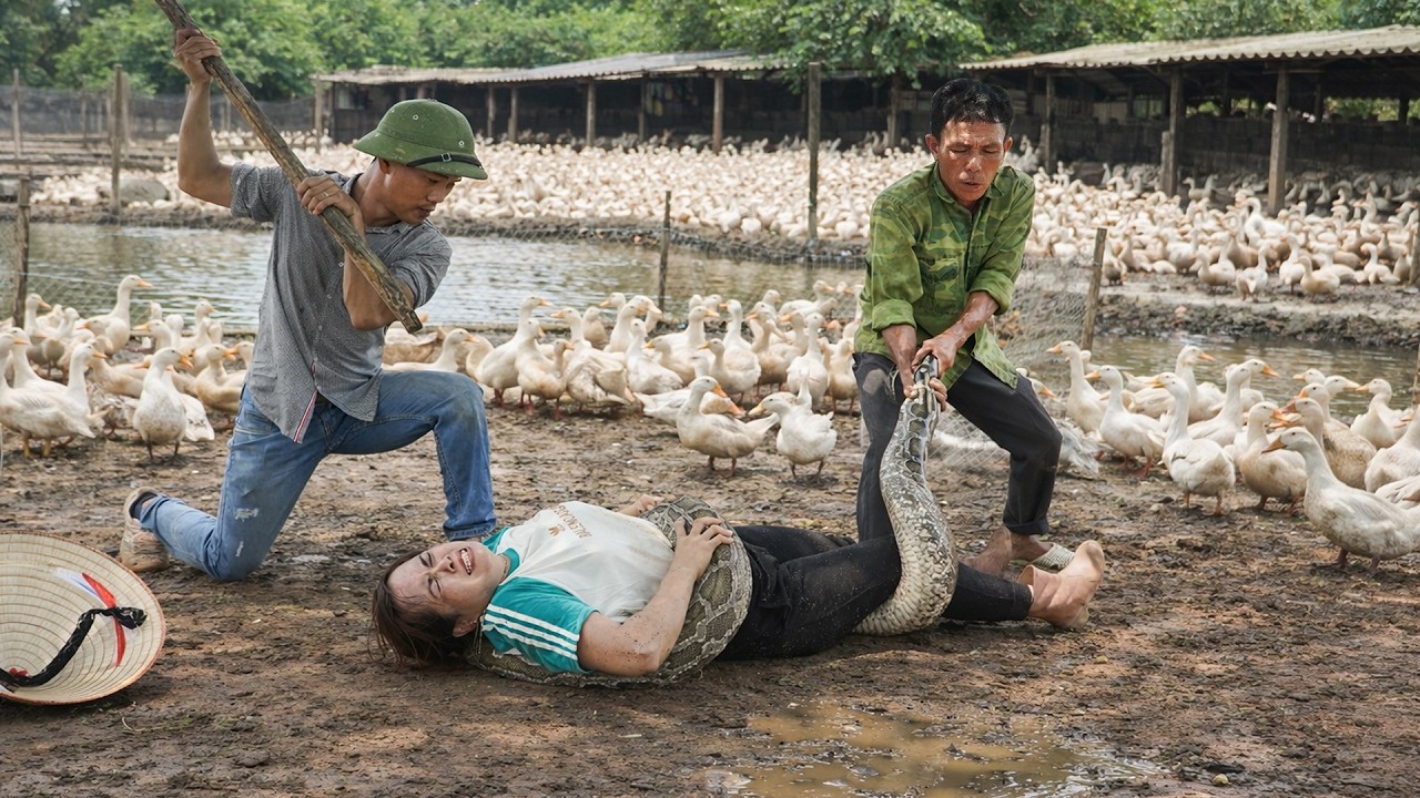 Rescue Daughter from Giant Python 🐍 & Harvesting Fresh Custard Apples for Market Sale!