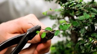 Wiring Very small Bonsai branches, Nov 2015