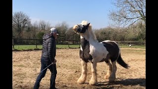 Horse has become a bully! what can i do to help?