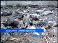 hundreds animals birds Killed Palakkad