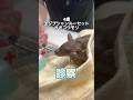 ピーピー鳴いてぐったりしてる4歳のエジプシャンルーセットオオコウモリが動物病院にやって来た！