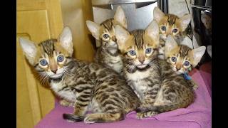 MUNA'S 5 WEEK OLD BENGAL KITTENS PLAYING
