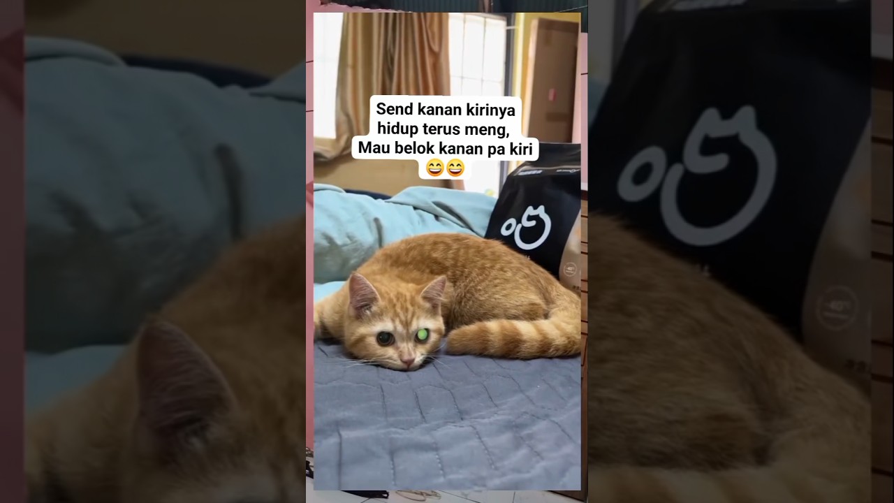 kucing dengan mata kelap kelip kaya mau nyalip😆😇#cat #shorts #kucing