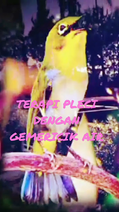 Terapi Pleci Dengan Gemericik Air@siritbincuing5067