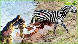 30 Momen Buaya Menyerang Singa, Zebra, Dan Hewan Lainnya | Pertarungan Hewan