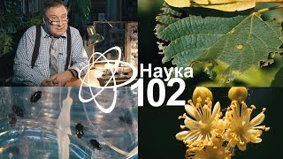 Наука 102 - Жизнь насекомых или кто может съесть липу в Башкирии?