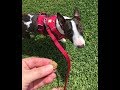 From a Dog Trainer: Most Comfortable Dog Harness | Dog Training Nation From a Dog Trainer: Most Comfortable Dog Harness | Dog Training Nation