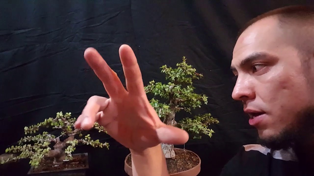 Trasplante bonsai copal o papelillo