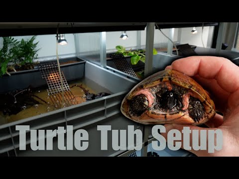 Build a simple Turtle Setup using Tubs