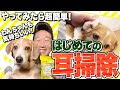 みやぞんも超簡単にマスター！わんちゃんも気持ちいい「犬の耳掃除」のコツ、わかりやすく解説します！