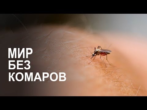Что если ВСЕ комары вымрут