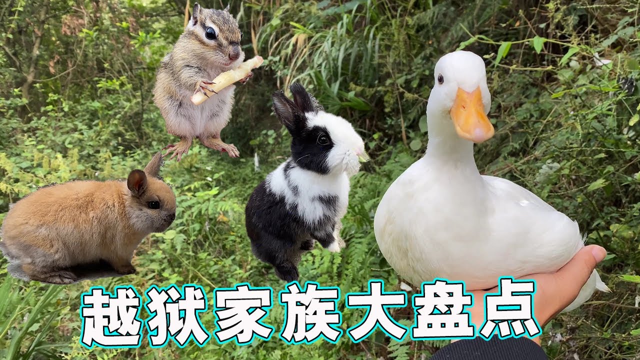 越狱兄弟1