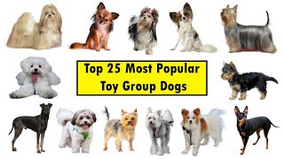 Top 25 Toy Group Dog Breeds by Breyon 3,200 views 1 year ago 1 minute, 58 seconds