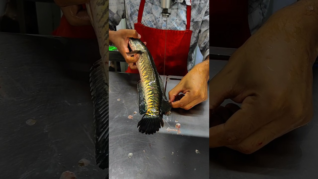 Amazing Live in Bangladesh Fish Market Shol Fish Cutting Expert Cutter Man Skills 