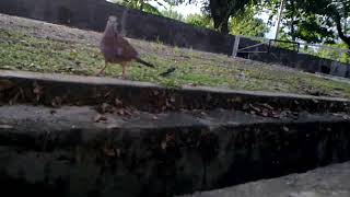 Pikat Terkukur Sumojr6 19102018