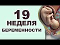 Что происходит с мамой и ребенком на 19 неделе беременности?