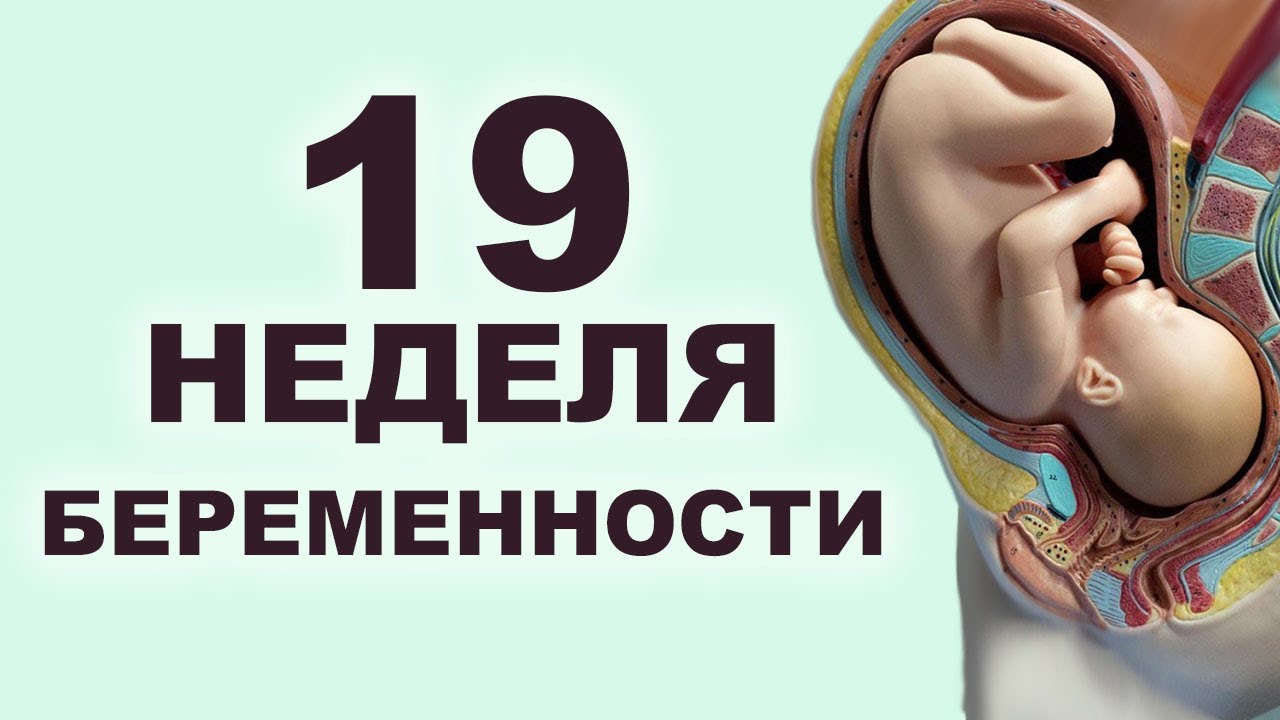 Как выглядеть беременности 19 недель