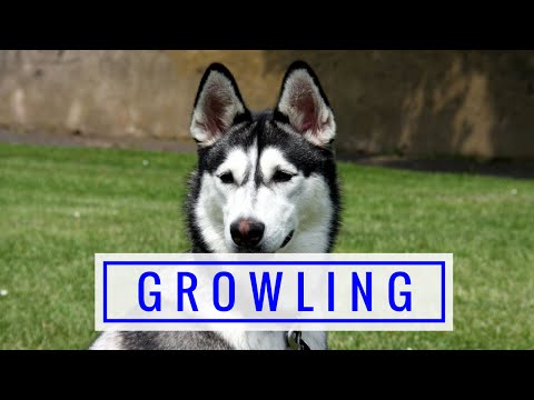 वीडियो: मेरा कुत्ता मुझ पर क्यों गुर्राया?