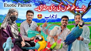 Exotic Parrots \& Rare Birds Market 2024 Latest Update in Urdu Hindi | Grey Parrot Ringneck Parrot