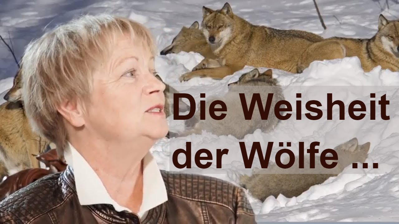 Die Weisheit der Wölfe und die Weisheit alter Hunde Elli Radinger im