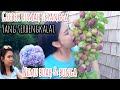 GREBEK RUMAH TETANGGA NEMU BUAH PLUMS APEL DAN BUNGA BOKOR || RUMAH TETANGGA TERBENGKALAI