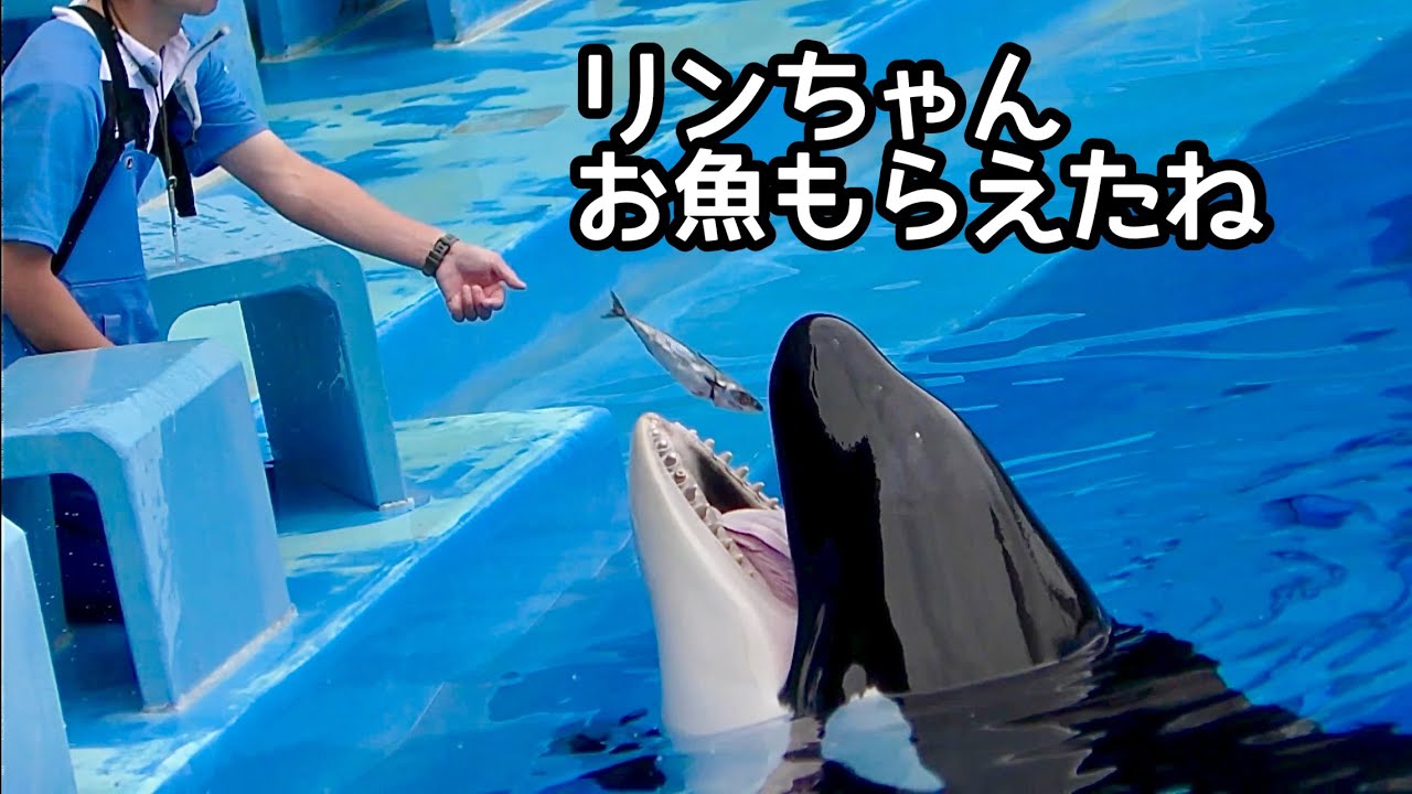 シャチ リンちゃん お魚もらえたね【名古屋港水族館】Killer whale