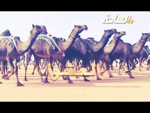 منقيات1436 ه العشوا منقية مشلش بن علي الخيارين الهاجري