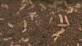 Edible bugs set for business boom