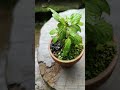 #shorts 色々な植物の芽摘み
