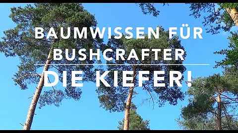 Wie schnell wächst die Waldkiefer?