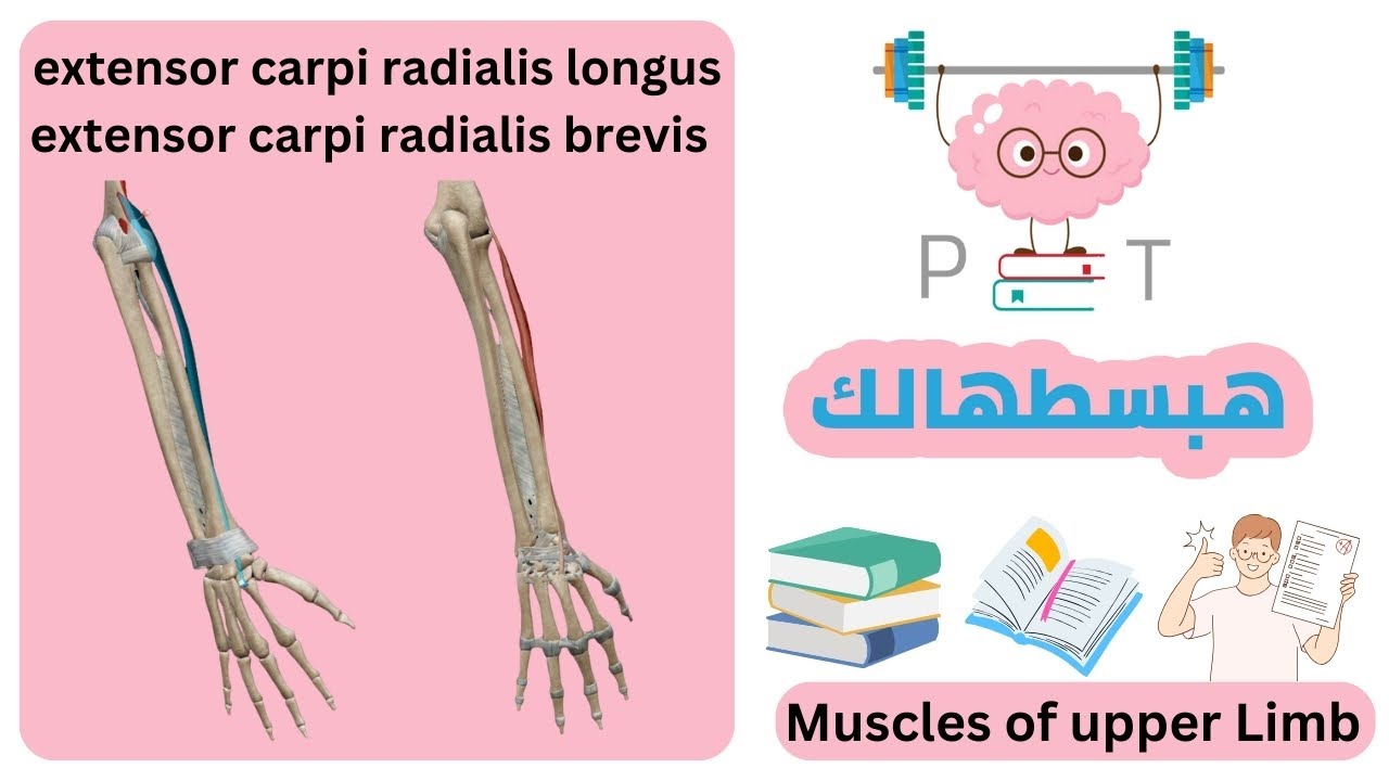 Extensor carpi radialis longus + brevis #upper_limb_هبسطهالك